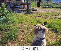 写真:スーと散歩