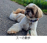 写真:スーの散歩