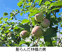 写真:膨らんだ林檎の実