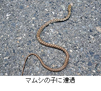 写真:マムシの子に遭遇