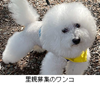 写真:里親募集のワンコ