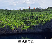 写真:通り池付近