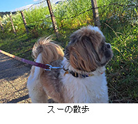 写真:スーの散歩