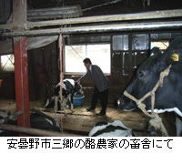 写真：安曇野市三郷の酪農家の畜舎にて