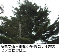 写真：安曇野市三郷楡の樹齢200年超のヒメゴ松の雄姿