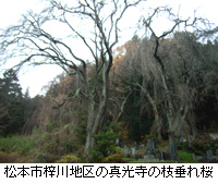 写真：松本市梓川地区の真光寺の枝垂れ桜