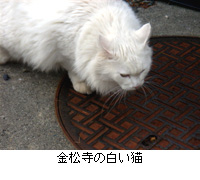 写真：金松寺の白い猫