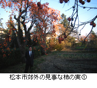 写真：松本市郊外の見事な柿の実1