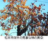 写真：松本市郊外の見事な柿の実2