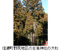 写真：信濃町野尻地区の古海神社の大杉