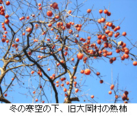 写真：冬の寒空の下、旧大岡村の熟柿