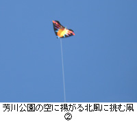 写真：芳川公園の空に揚がる北風に挑む凧２