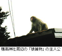 写真：穂高神社周辺の「猿捕物」の主人公