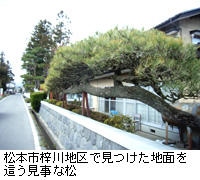 写真：松本市梓川地区で見つけた地面を這う見事な松