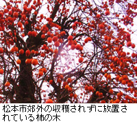 写真：松本市郊外の収穫されずに放置されている柿の木