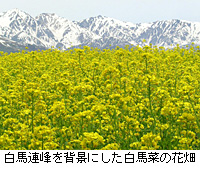 写真：白馬連峰を背景にした白馬菜の花畑
