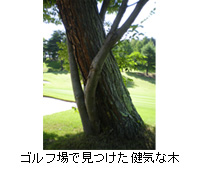 写真：ゴルフ場で見つけた健気な木