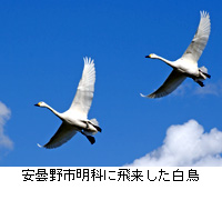 写真：安曇野市明科に飛来した白鳥