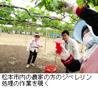 写真：松本市内の農家の方のジベレリン処理の作業を覗く