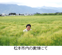 写真：松本市内の麦畑にて