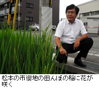 写真：松本の市街地の田んぼの稲に花が咲く
