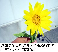 写真：夏前に植えた遅咲きの事務所前のヒマワリの可憐な花