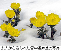 写真：友人から送られた雪中福寿草の写真