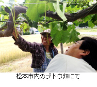 写真：松本市内のブドウ畑にて