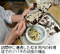 写真：訪問中に遭遇した松本市内の料理店でのジバチの幼虫の摘出