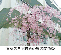 写真：東京の自宅付近の桜の開花2