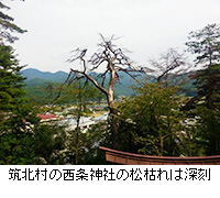写真：筑北村の西条神社の松枯れは深刻