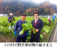 写真：小川村の野沢菜収穫の皆さまと