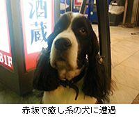 写真：赤坂で癒し系の犬に遭遇