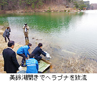 写真：美鈴湖開きでヘラブナを放流