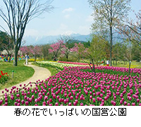 写真：春の花でいっぱいの国営公園