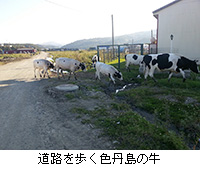 写真：道路を歩く色丹島の牛