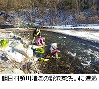 写真：朝日村鎖川清流の野沢菜洗いに遭遇
