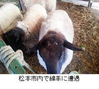 写真：松本市内で綿羊に遭遇