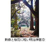 写真：新緑と桜花に眩い明治神宮1