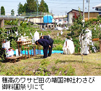 写真：穂高のワサビ田の靖国神社わさび御料圃祭りにて