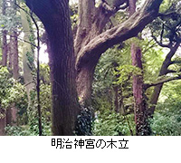 写真：明治神宮の木立