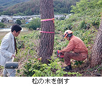 写真：松の木を倒す