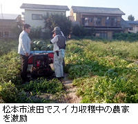 写真：松本市波田でスイカ収穫中の農家を激励