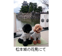 写真：犬も松本城の花見