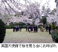 写真：英国大使館で桜を見る会にお呼ばれ