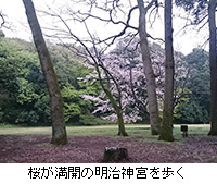写真：桜が満開の明治神宮を歩く