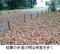 写真：枯葉の歩道の明治神宮を歩く