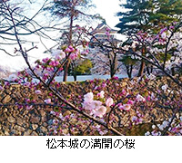 写真：松本城の満開の桜