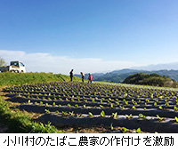 写真：小川村のたばこ農家の作付けを激励
