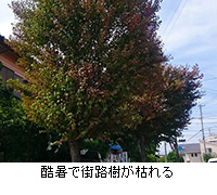 写真：酷暑で街路樹が枯れる